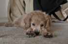 Cooper
