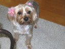 Daisy