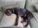 Gordy