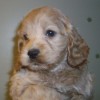 Cooper Cooper