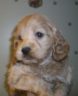 Cooper
