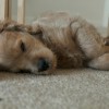Cooper Cooper