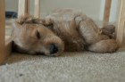 Cooper