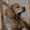 Cooper Cooper