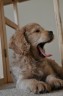 Cooper