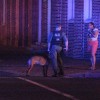 A police dog near the scene of the crash A police dog near the scene of the crash