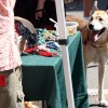 A dog enjoys the Clarendon Day festivities (by Chaita_1) A dog enjoys the Clarendon Day festivities (by Chaita_1)