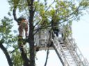 A tree trimmer is rescued by the Arlington Fire Department