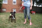 Columbia Pike Blues Festival 2011