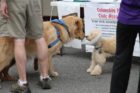 Columbia Pike Blues Festival 2011
