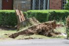 Destruction caused by a "macroburst" storm that hit parts of North Arlington on July 3, 2011