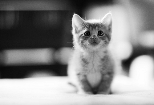 kitten.jpg