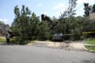 A large tree fell into a yard at N. Glebe Road and 14th Street