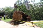 A large tree fell into a yard at N. Glebe Road and 14th Street