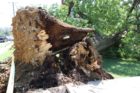 A large tree fell into a yard at N. Glebe Road and 14th Street