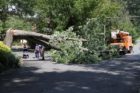 Tree crews work to clear a large downed tree at Rock Spring Road and N. Wakefield Street