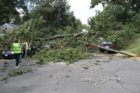 Trees and a utility line down at N. Quantico Street and 18th Street