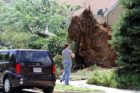 A woman surveys tree damage on N. Ohio Street