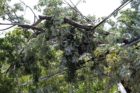 A tree on power lines on N. Ohio Street