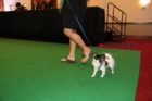 'Top Dog' contest in Crystal City