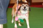 'Top Dog' contest in Crystal City