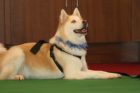 'Top Dog' contest in Crystal City