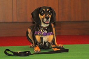 'Top Dog' contest in Crystal City