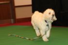 'Top Dog' contest in Crystal City (file photo)