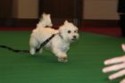 'Top Dog' contest in Crystal City