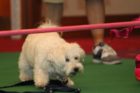 'Top Dog' contest in Crystal City