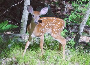 A young deer (photo via Wikimedia Commons)