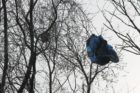 Parachute in tree