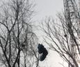 Parachute in tree near WETA television tower