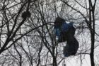 Parachute in tree