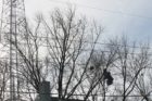 Parachute in tree near North Arlington house