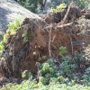 A tree came crashing through the roof of a home in Donaldson Run this morning