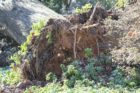 A tree came crashing through the roof of a home in Donaldson Run this morning