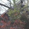 A tree came crashing through the roof of a home in Donaldson Run this morning