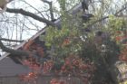 A tree came crashing through the roof of a home in Donaldson Run this morning