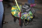 Clarendon Mardi Gras Parade 2012