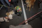 Clarendon Mardi Gras Parade 2012