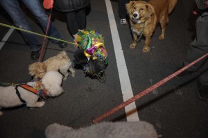 Clarendon Mardi Gras Parade 2012
