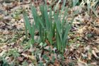 Some bulbs are sprouting in unseasonably warm weather