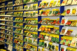 Seeds can be started indoors