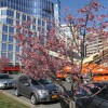 Tree blossoms in Ballston