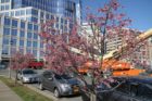 Tree blossoms in Ballston
