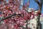 Bee with flowering tree in Ballston
