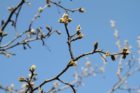 Tree buds in Ballston