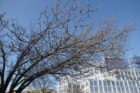 Tree buds in Ballston