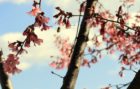 Bee with flowering tree in Ballston
